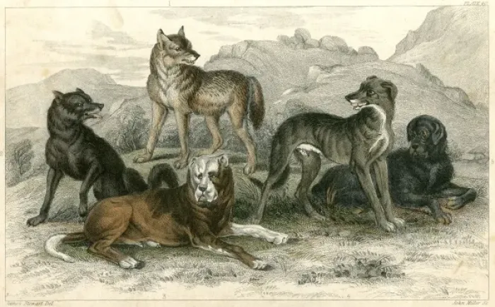 Framed Print : Dogs and Wolves Framed Print : Dogs and Wolves
