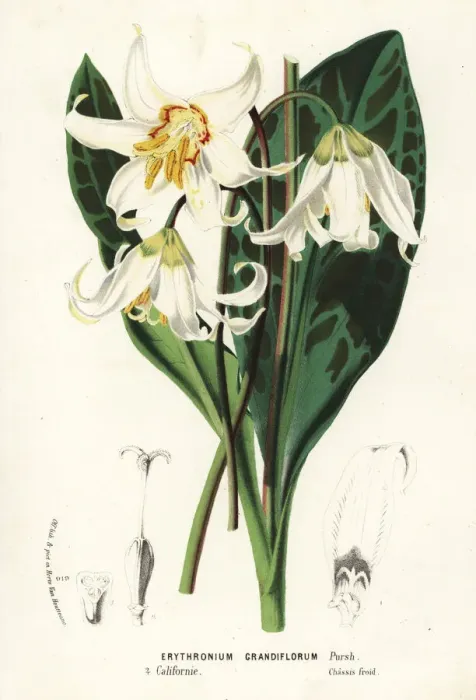 Framed Print : Dogtooth fawn lily, Erythronium grandiflorum Framed Print : Dogtooth fawn lily, Erythronium grandiflorum