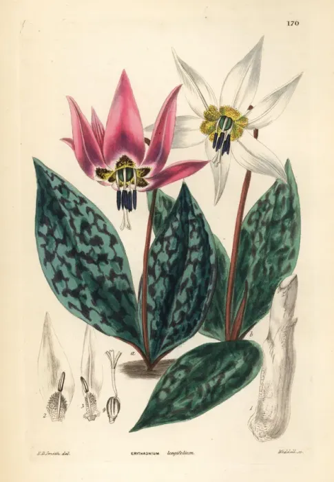 Framed Print : Dogtooth violet, Erythronium dens-canis Framed Print : Dogtooth violet, Erythronium dens-canis