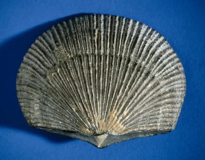 Framed Print : Doleorthis, brachiopod Framed Print : Doleorthis, brachiopod
