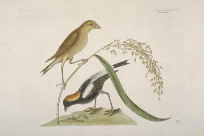 Framed Print : Dolichonyx oryzivorus, bobolink Framed Print : Dolichonyx oryzivorus, bobolink