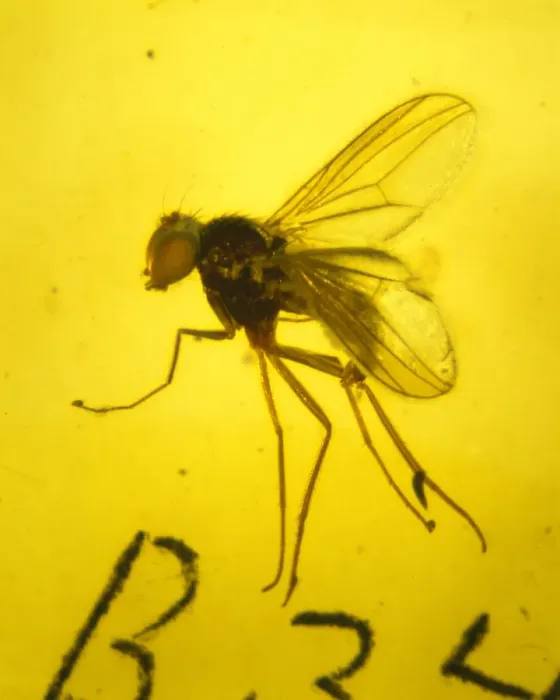 Framed Print : Dolichopodidae, long-legged fly in amber Framed Print : Dolichopodidae, long-legged fly in amber