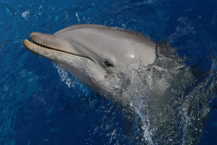 Framed Print : Dolphin Framed Print : Dolphin