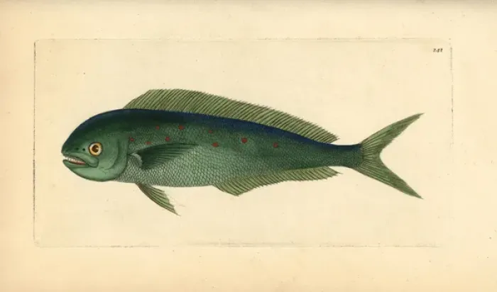 Framed Print : Dolphinfish, Coryphaena hippurus Framed Print : Dolphinfish, Coryphaena hippurus