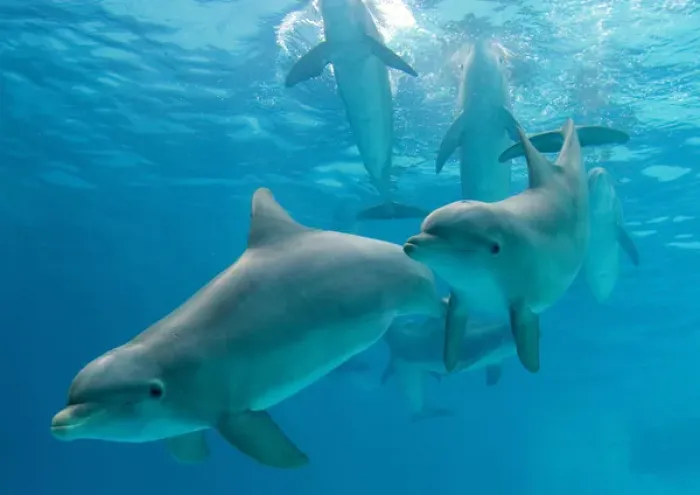 Framed Print : Dolphins - group underwater Framed Print : Dolphins - group underwater