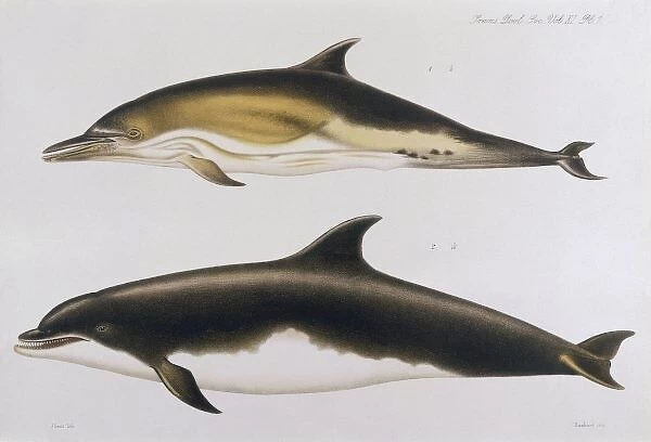 Dolphins  /  Trans. Zoo. 1885