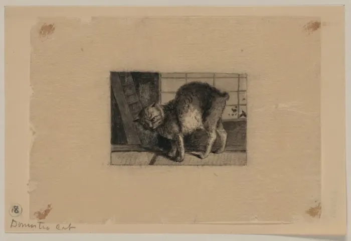 Framed Print : Domestic cat Framed Print : Domestic cat