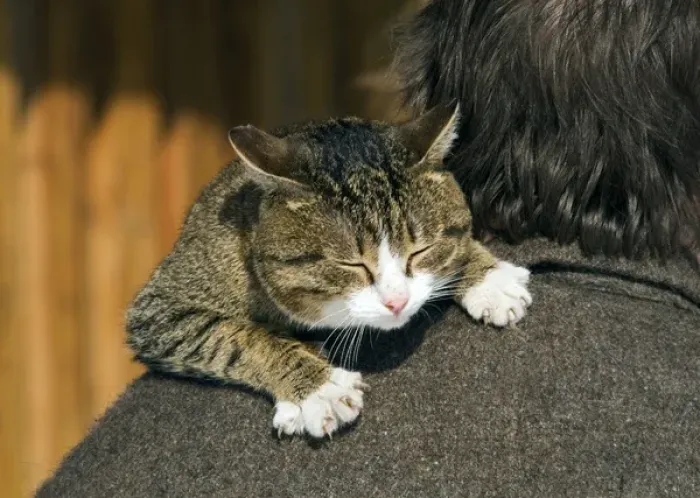 Framed Print : Domestic cat - tabby being carried by owner Framed Print : Domestic cat - tabby being carried by owner