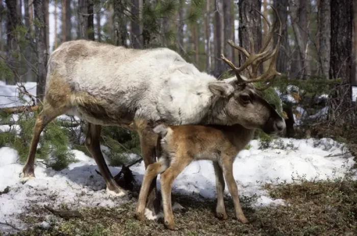 Framed Print : Domestic female Reindeer with calf Framed Print : Domestic female Reindeer with calf
