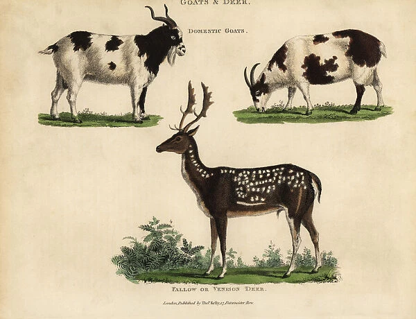 Domestic goats and fallow or venison deer
