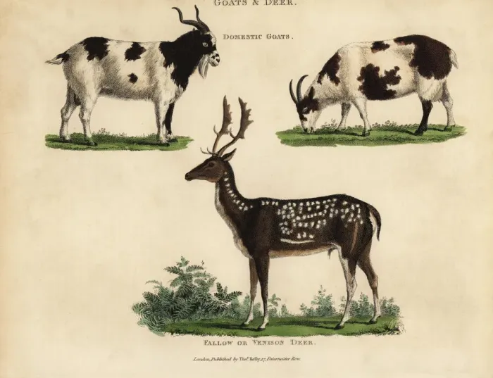 Framed Print : Domestic goats and fallow or venison deer Framed Print : Domestic goats and fallow or venison deer