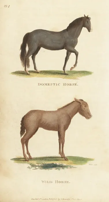 Framed Print : Domestic horse and wild horse