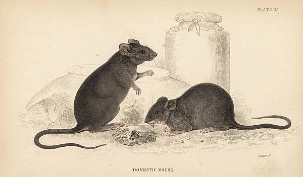 Domestic mouse, Mus musculus