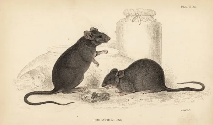 Framed Print : Domestic mouse, Mus musculus Framed Print : Domestic mouse, Mus musculus