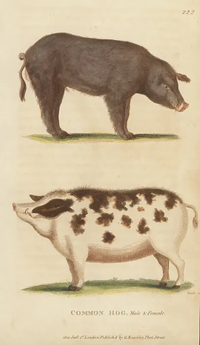 Framed Print : Domestic pig, Sus domesticus Framed Print : Domestic pig, Sus domesticus
