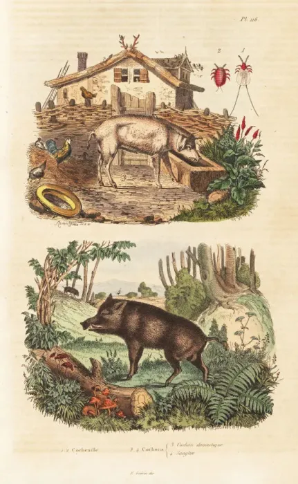 Framed Print : Domestic pig, wild boar and cochineal beetle Framed Print : Domestic pig, wild boar and cochineal beetle