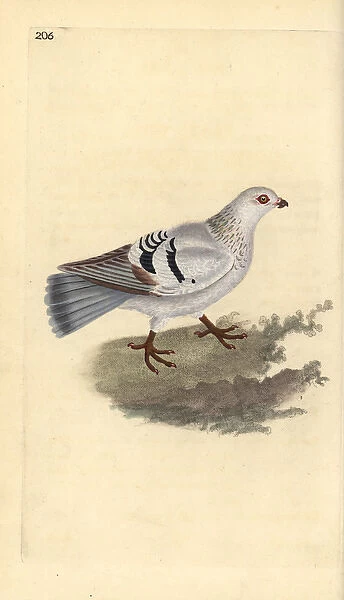 Domestic pigeon, Columba livia domestica