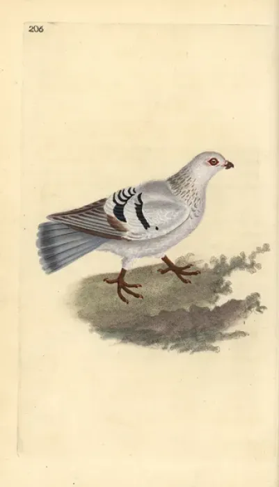 Framed Print : Domestic pigeon, Columba livia domestica Framed Print : Domestic pigeon, Columba livia domestica