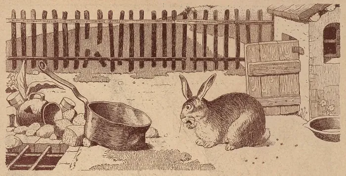 Framed Print : The Domestic Rabbit