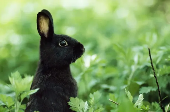 Framed Print : Domestic RABBIT - young black rabbit Framed Print : Domestic RABBIT - young black rabbit