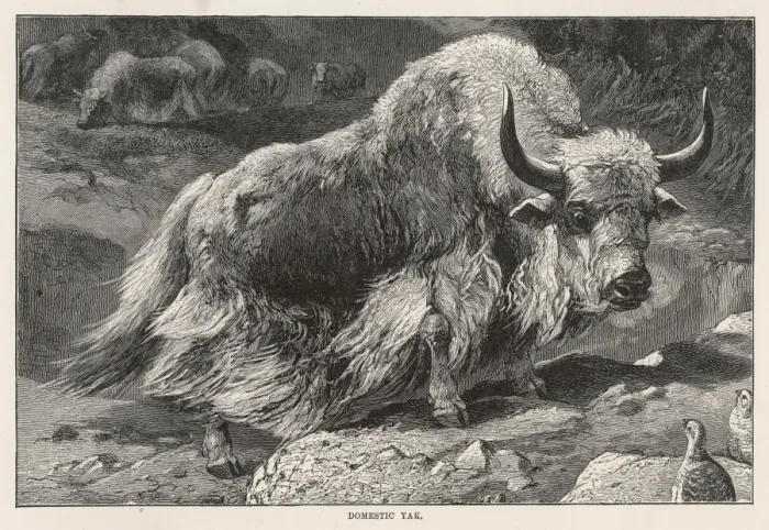Framed Print : Domestic Yak Framed Print : Domestic Yak