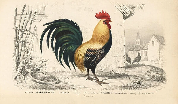 Domesticated chicken, male, Gallus gallus domesticus