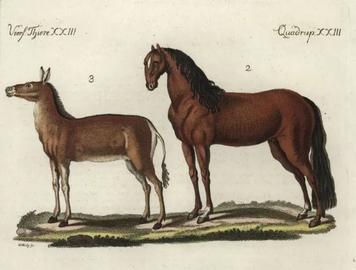 Framed Print : Domesticated horse and dziggetai Framed Print : Domesticated horse and dziggetai
