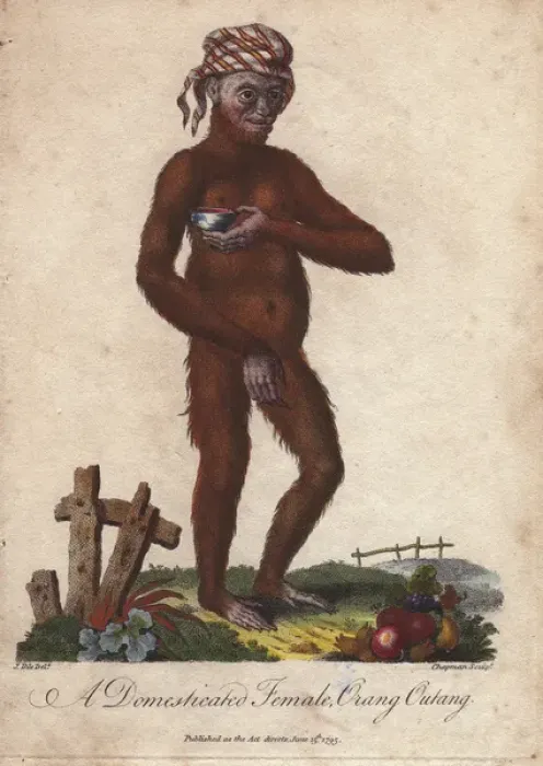 Framed Print : Domesticated orang utan (female) wearing a Framed Print : Domesticated orang utan (female) wearing a