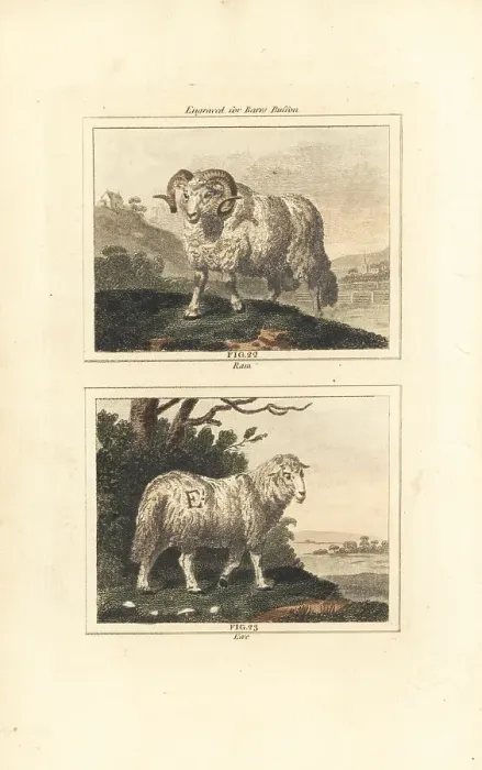 Framed Print : Domesticated sheep, ram and ewe Framed Print : Domesticated sheep, ram and ewe
