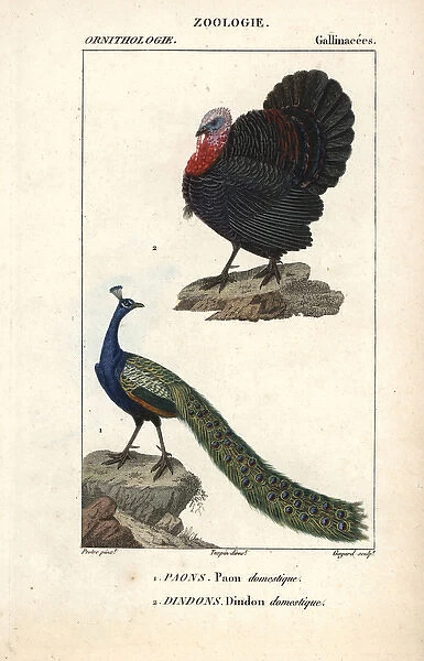 Domesticated turkey, Meleagris gallopavo