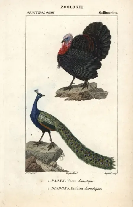 Framed Print : Domesticated turkey, Meleagris gallopavo Framed Print : Domesticated turkey, Meleagris gallopavo