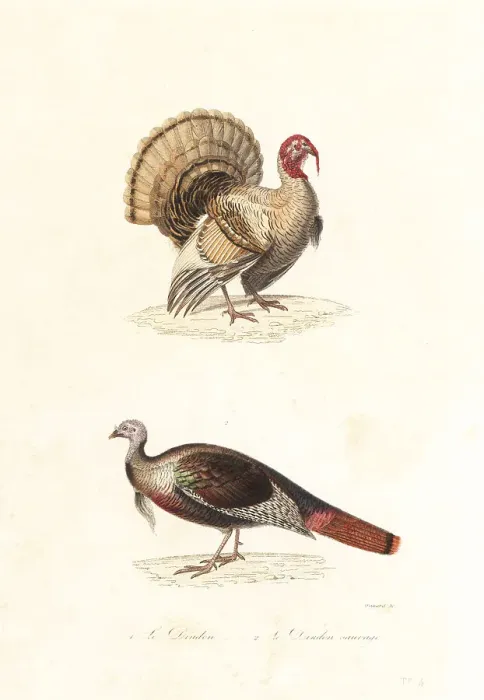Framed Print : Domesticated turkey and wild turkey Framed Print : Domesticated turkey and wild turkey