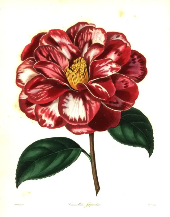 Framed Print : Donckelaers Japan camellia, Camellia japonica