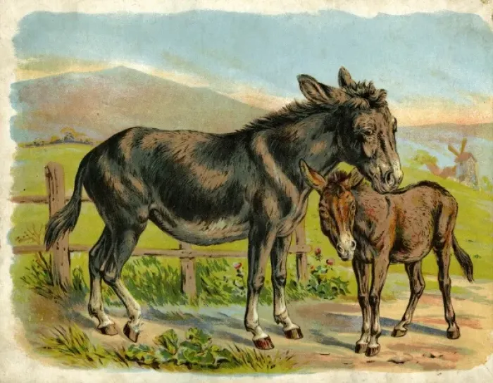 Framed Print : Donkey and foal by a fence Framed Print : Donkey and foal by a fence