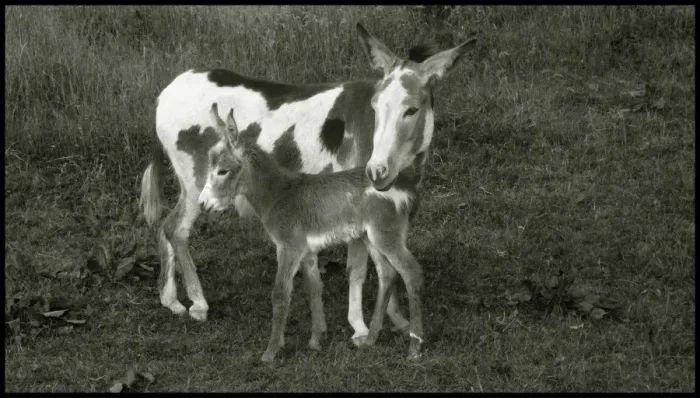Framed Print : Donkey with new born foal, UK Framed Print : Donkey with new born foal, UK