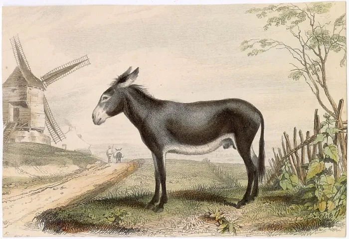 Framed Print : A donkey stands beside a country road, on the far side of which is a windmill ; behind him is a fence Date: circa 1830 Framed Print : A donkey stands beside a country road, on the far side of which is a windmill ; behind him is a fence Date: circa 1830