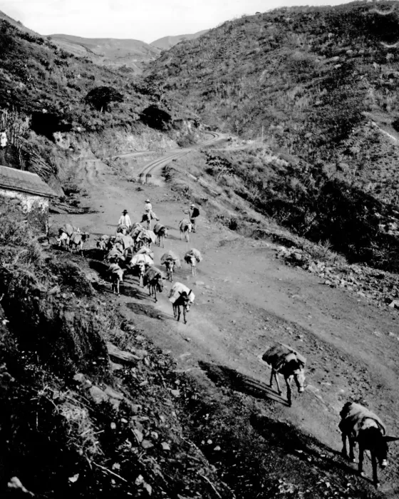 Framed Print : Donkey train, Venezuela Framed Print : Donkey train, Venezuela