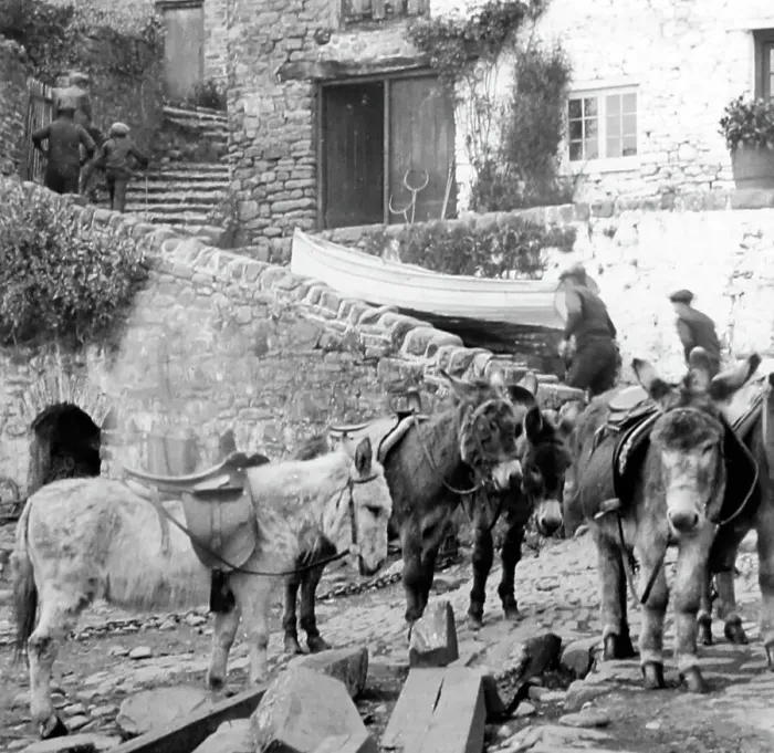 Framed Print : Donkeys on the beach, Clovelly, early 1900s Framed Print : Donkeys on the beach, Clovelly, early 1900s
