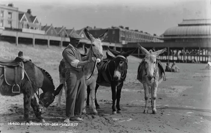Framed Print : Donkeys at Burnham-on-Sea Framed Print : Donkeys at Burnham-on-Sea