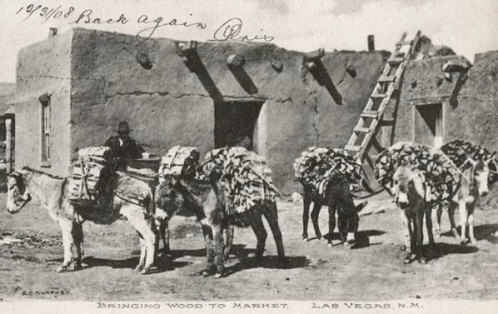 Framed Print : Donkeys carrying wood, Las Vegas, New Mexico, USA Framed Print : Donkeys carrying wood, Las Vegas, New Mexico, USA