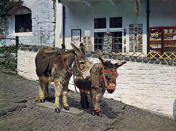 Donkeys at Clovelly, Devon