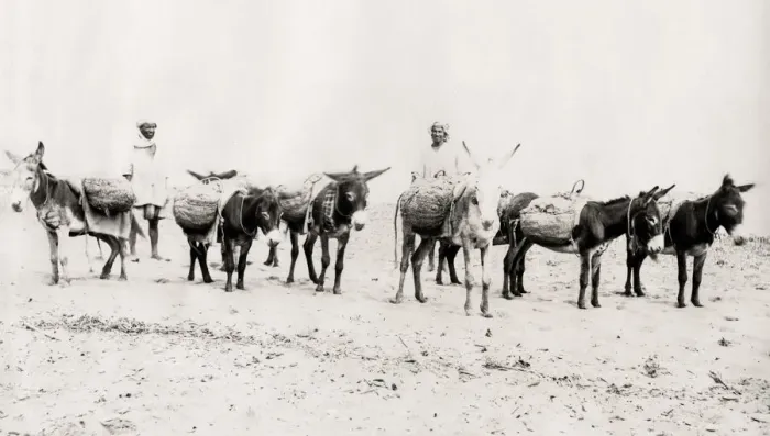 Framed Print : Donkeys laden with goods, on the beach Algeria Framed Print : Donkeys laden with goods, on the beach Algeria