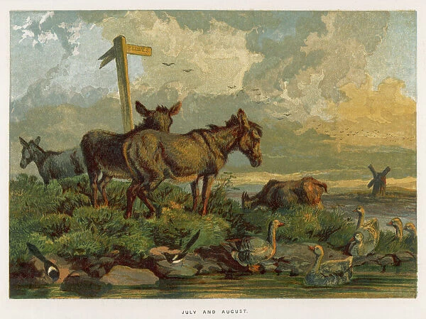 Donkeys  /  Meadow 1862