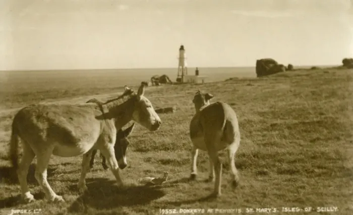 Framed Print : Donkeys at Peninnis Head, Isles of Scilly Framed Print : Donkeys at Peninnis Head, Isles of Scilly