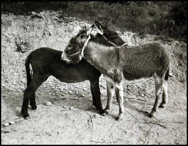 Donkeys, Spain