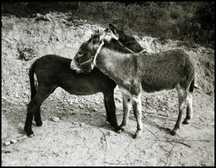 Framed Print : Donkeys, Spain Framed Print : Donkeys, Spain