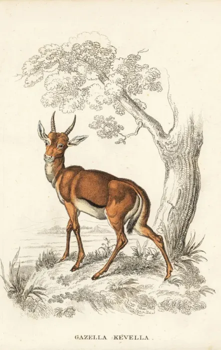 Framed Print : Dorcas gazelle, Gazella dorcas Framed Print : Dorcas gazelle, Gazella dorcas