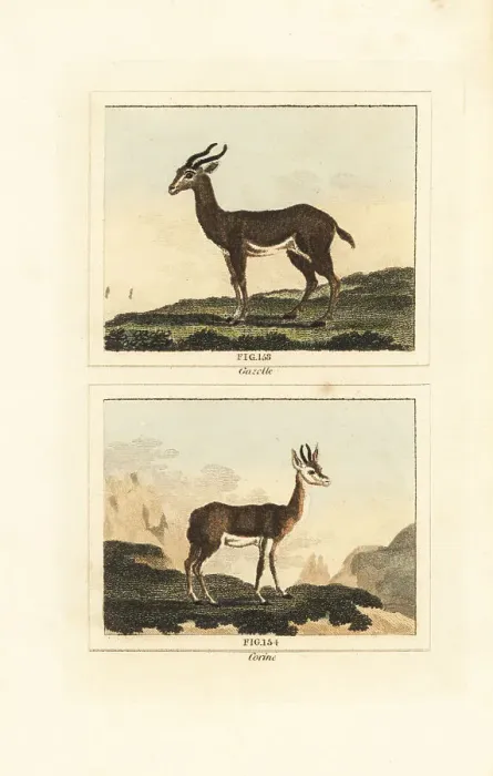 Framed Print : Dorcas gazelle and Senegalese corine Framed Print : Dorcas gazelle and Senegalese corine