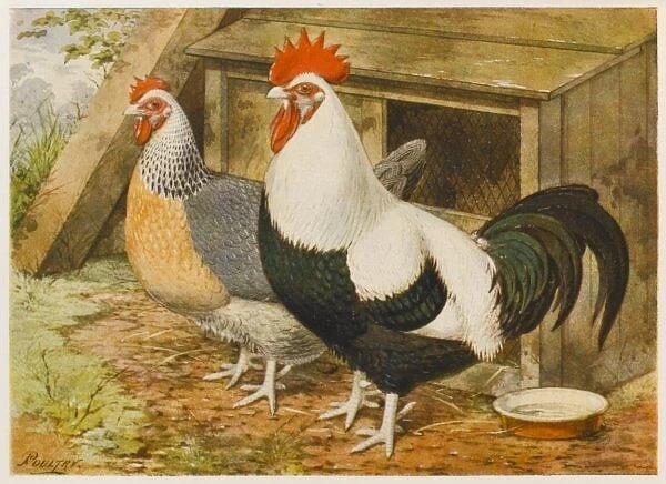 Dorking Cock and Hen