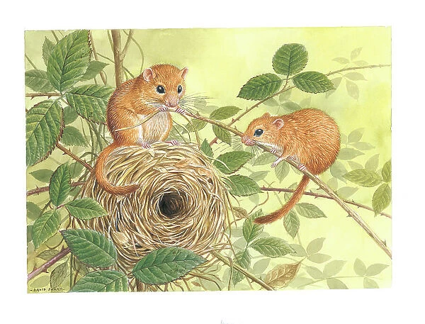 Dormice by David Parry